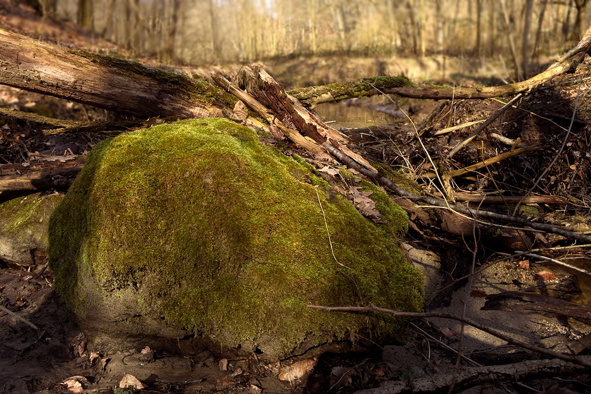 Ugodna svježina i miris mahovine u šumama Moslavačke gore
